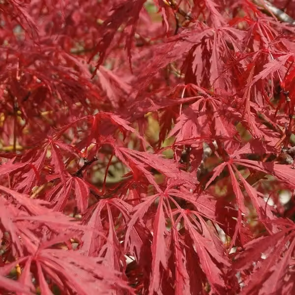 Acero giapponese a foglie rosse, varietà 'Garnet' | 60-80 cm in vaso