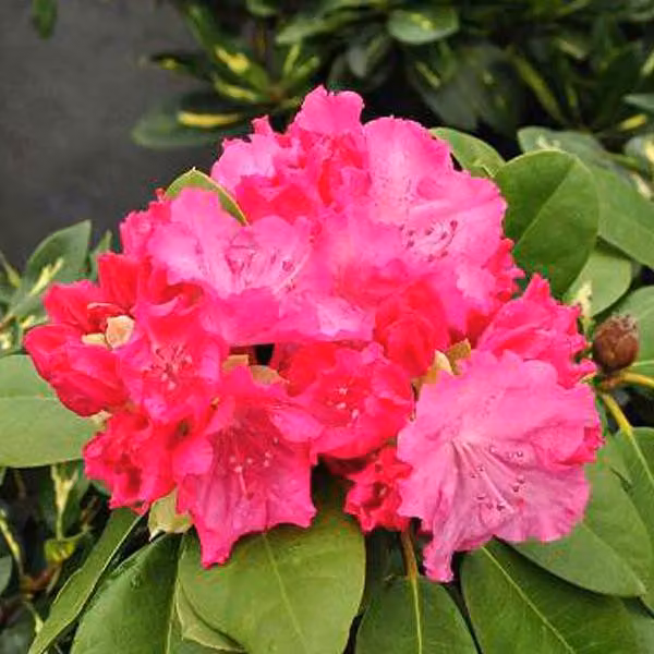 Rhododendron 'Germania' | 40-50 cm, in vaso