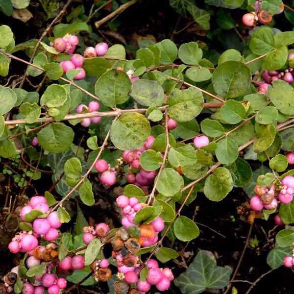 2 piante di "Schneebeere" (Symphoricarpos doorenbos 'Amethyst'), altezza 50-60 cm, in vaso