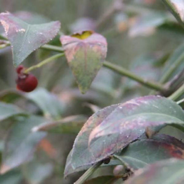 Euonymus alatus 'Compactus', detto anche "arbusto dalle foglie a forma di ala" - in vaso, altezza 30-40 cm