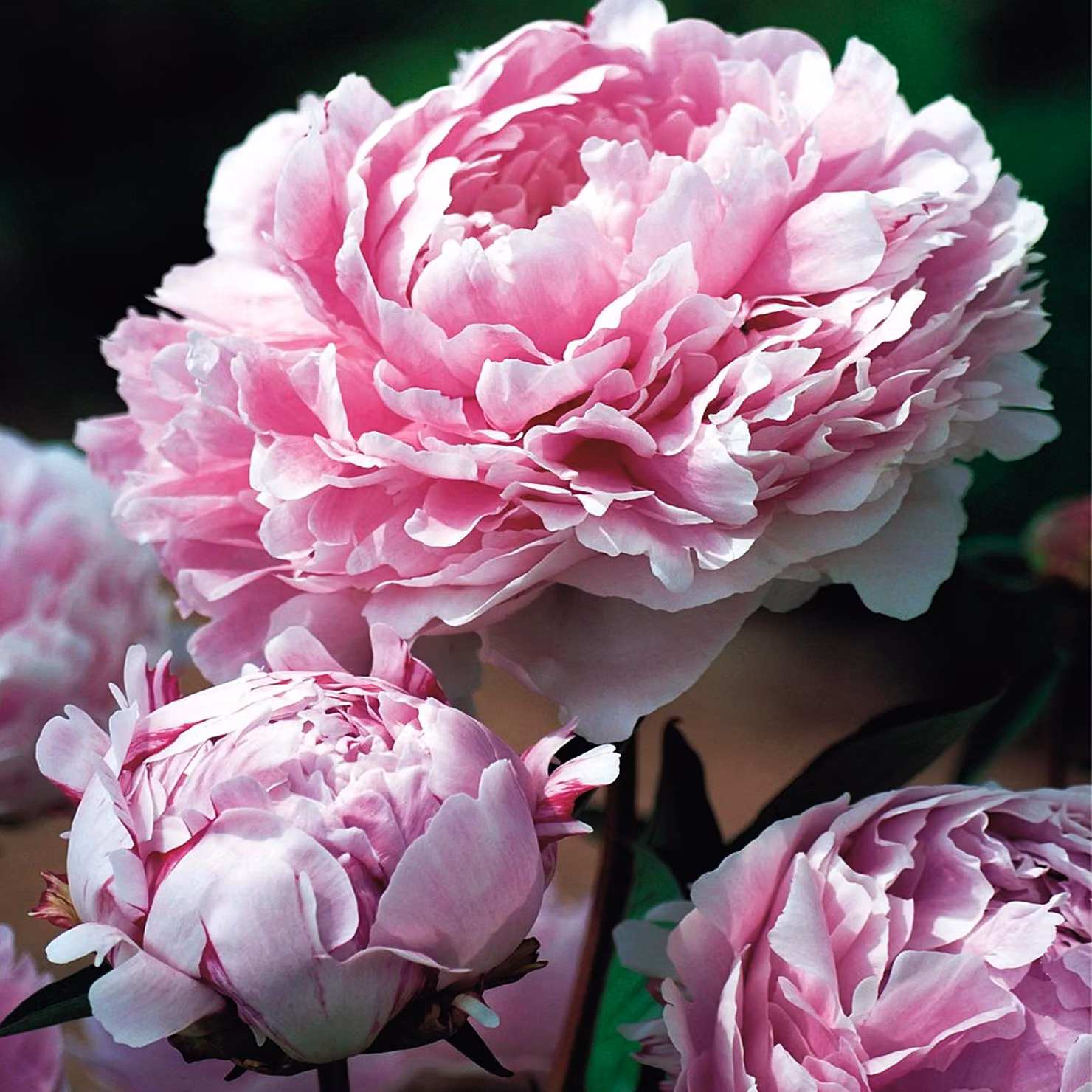 Paeonia Peonia piantina Sarah Bernhardt 1 pz Peonie piantine Profumate