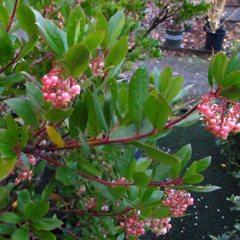 2 piante di arbusto fragolino (Arbutus unedo 'Compacta'), altezza 40-50 cm, in vaso
