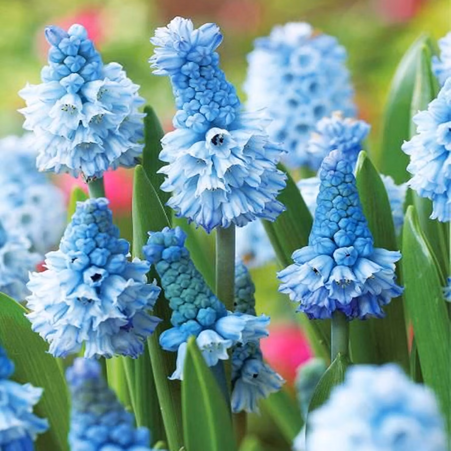 Bulbi di fiori di Muscari Bulbi di fiori di giacinto d'uva Atlantic 10 pz.