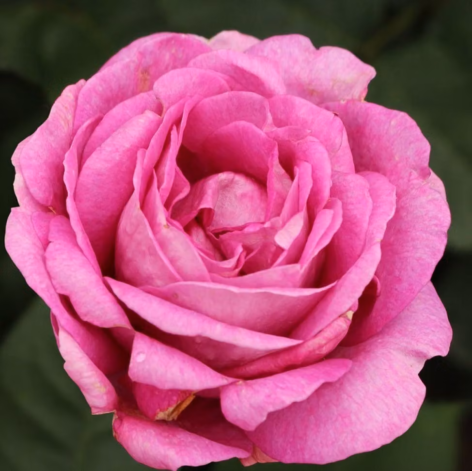 Rosa - Kordes Parfuma® Rose - Rosa 'Carmen Wurth'®