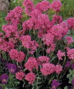 6 x Lychnis alpina ( viscaria alpina) - Campioncino - vaso 9 x 9 cm