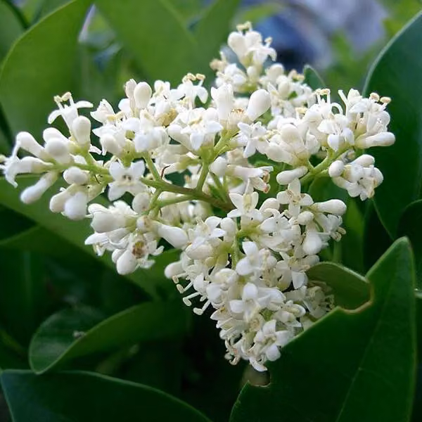 Ligustro giapponese - *Ligustrum japonicum* | 60-80 cm in vaso