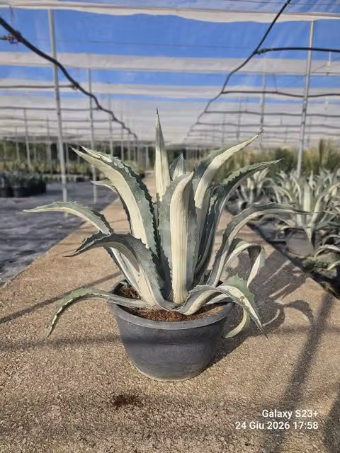 AGAVE AMERICANA MEDIOPICTA ALBA CIOTOLA 50 (E.Q.)