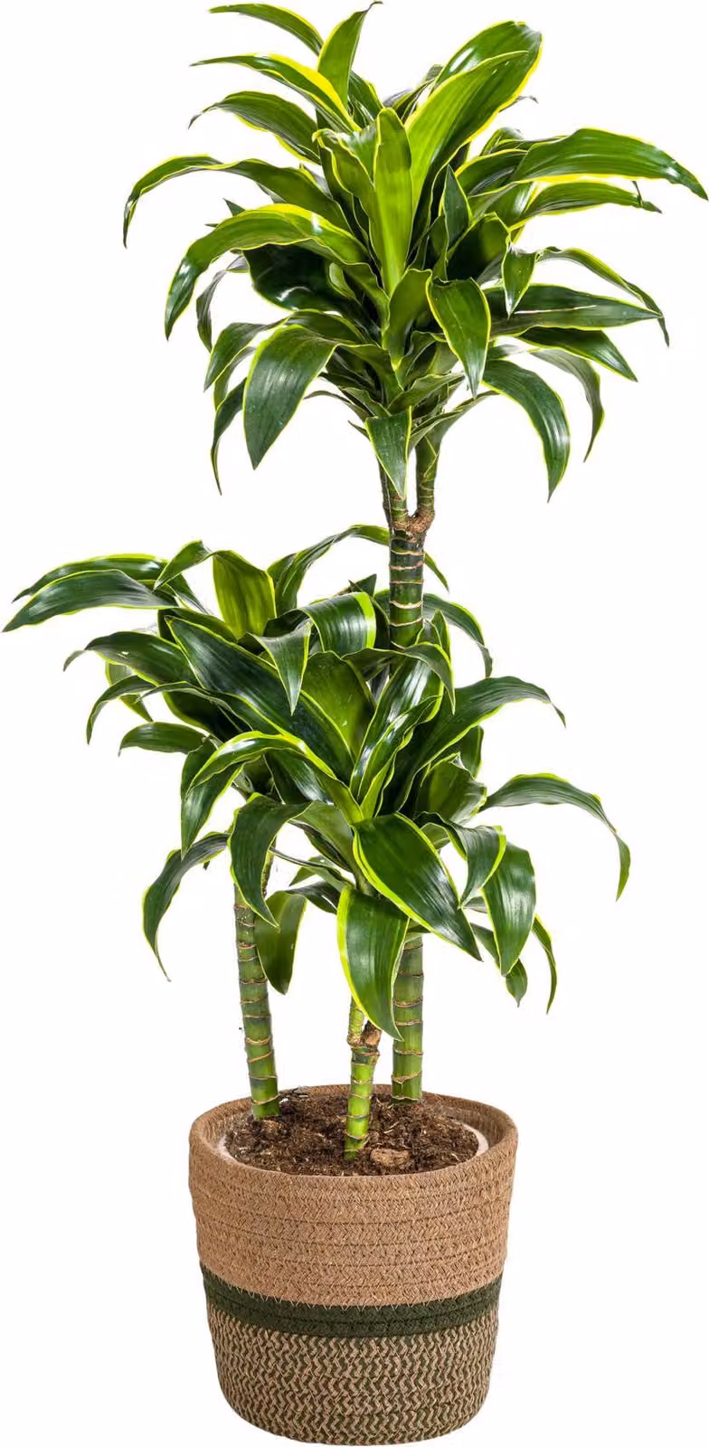 Dracaena Deremensis Dorado con cesto in vimini - Altezza 100-120cm - Ø21cm