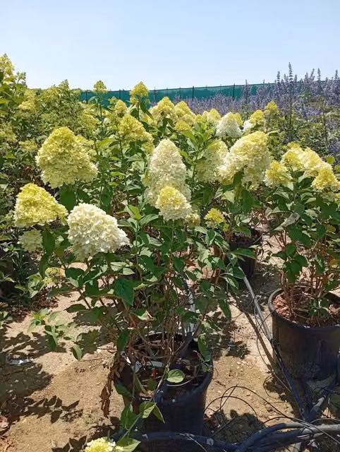 Hydrangea Paniculata Limelight di Vivaio Garden Forest, Arbusto Ornamentale da Esterno con Fiori Bianchi, Rosa e Verdi