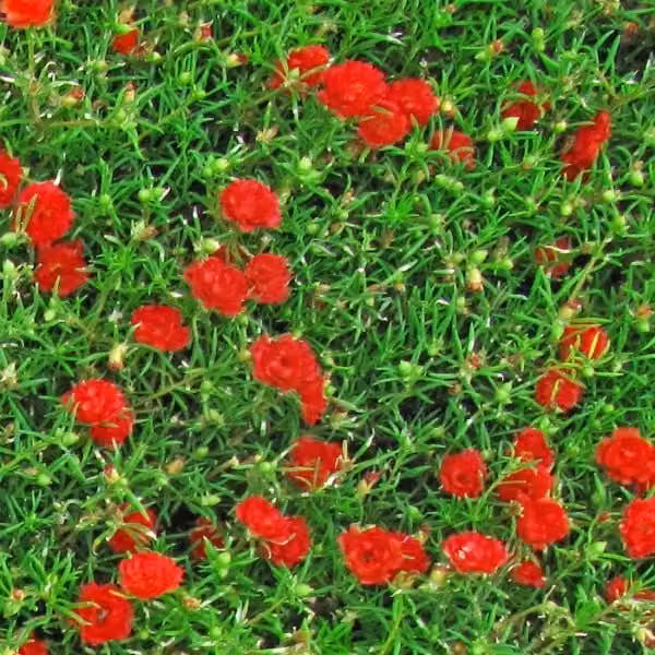 ERBA CON FIORI ROSSI - Pellicola stampata adesiva in PVC finitura opaca Misura: 100x1000 cm