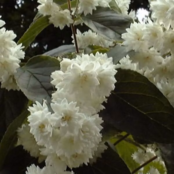 2 piante di Deutzia magnifica (Sternchenstrauch) | Altezza: 60-80 cm, coltivate in vaso