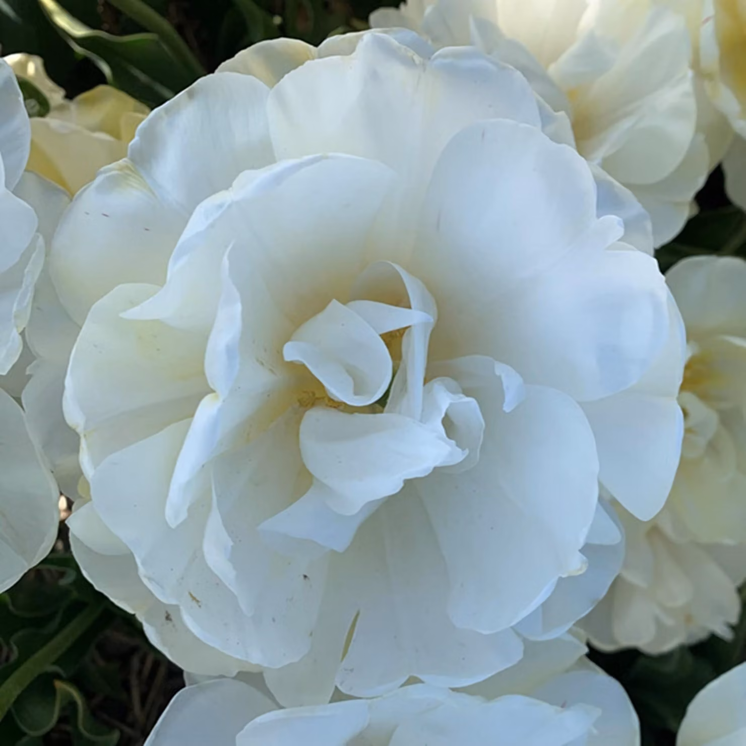 Tulipani Bulbi di fiori Bulbi di fiori Tulipani doppi Wedding Dream 5 pz.