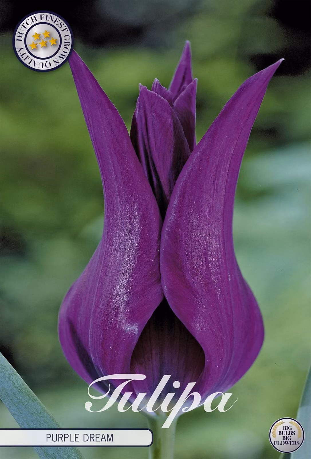 Tulipano Purple Dream (7 bulbi) | Bulbi di tulipano di Sam van Schooten