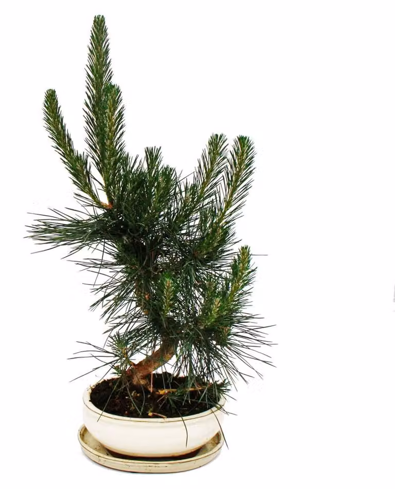 Bonsai - Pinus thunbergii - Pino nero giapponese - circa 19 anni