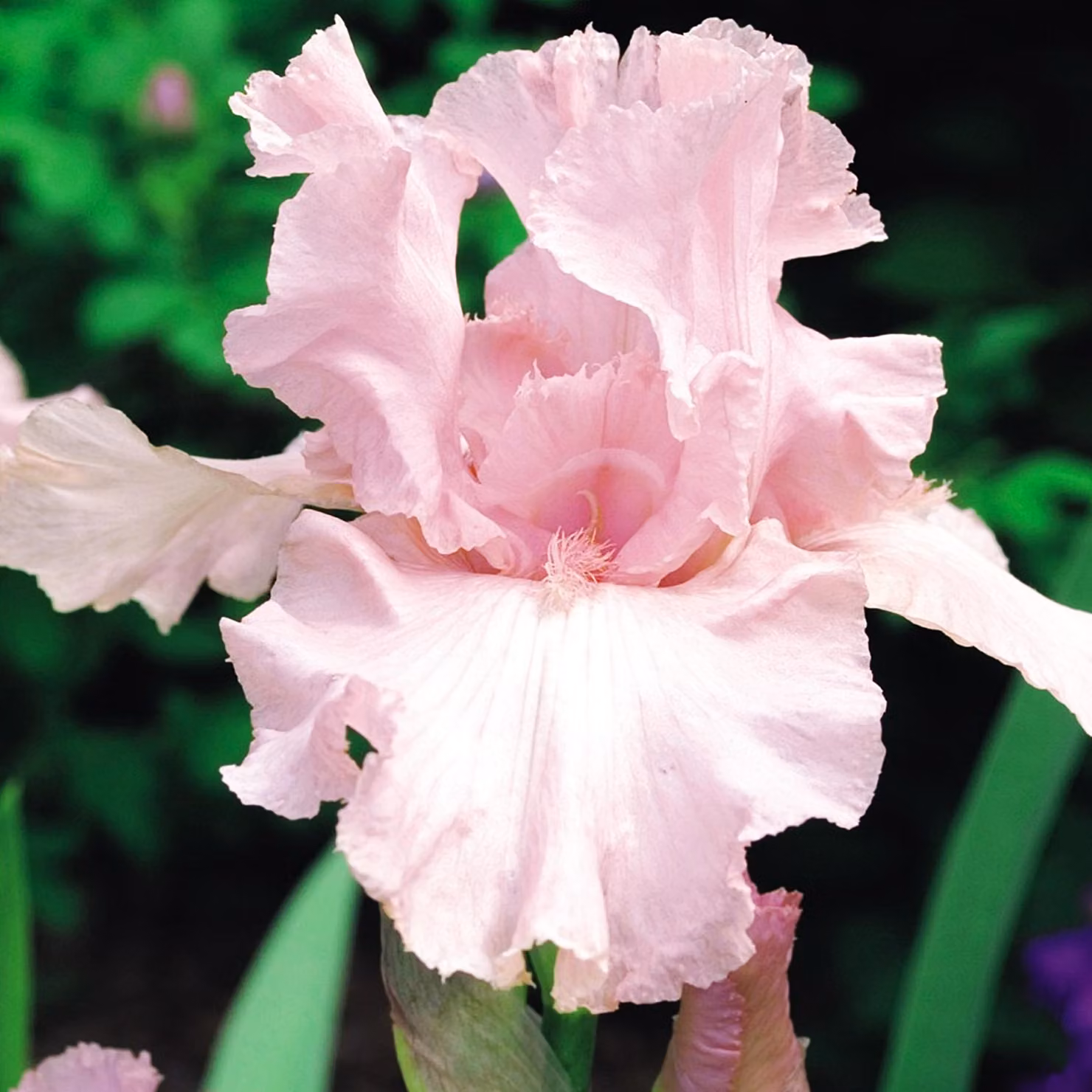 Iris Germanica Bródkowy Rosa 1 pz Iris piantine Iris Iris