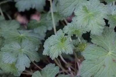 6 x Geranium hybr. 'Dreamland'® - Cranesbill - vaso 9 x 9 cm