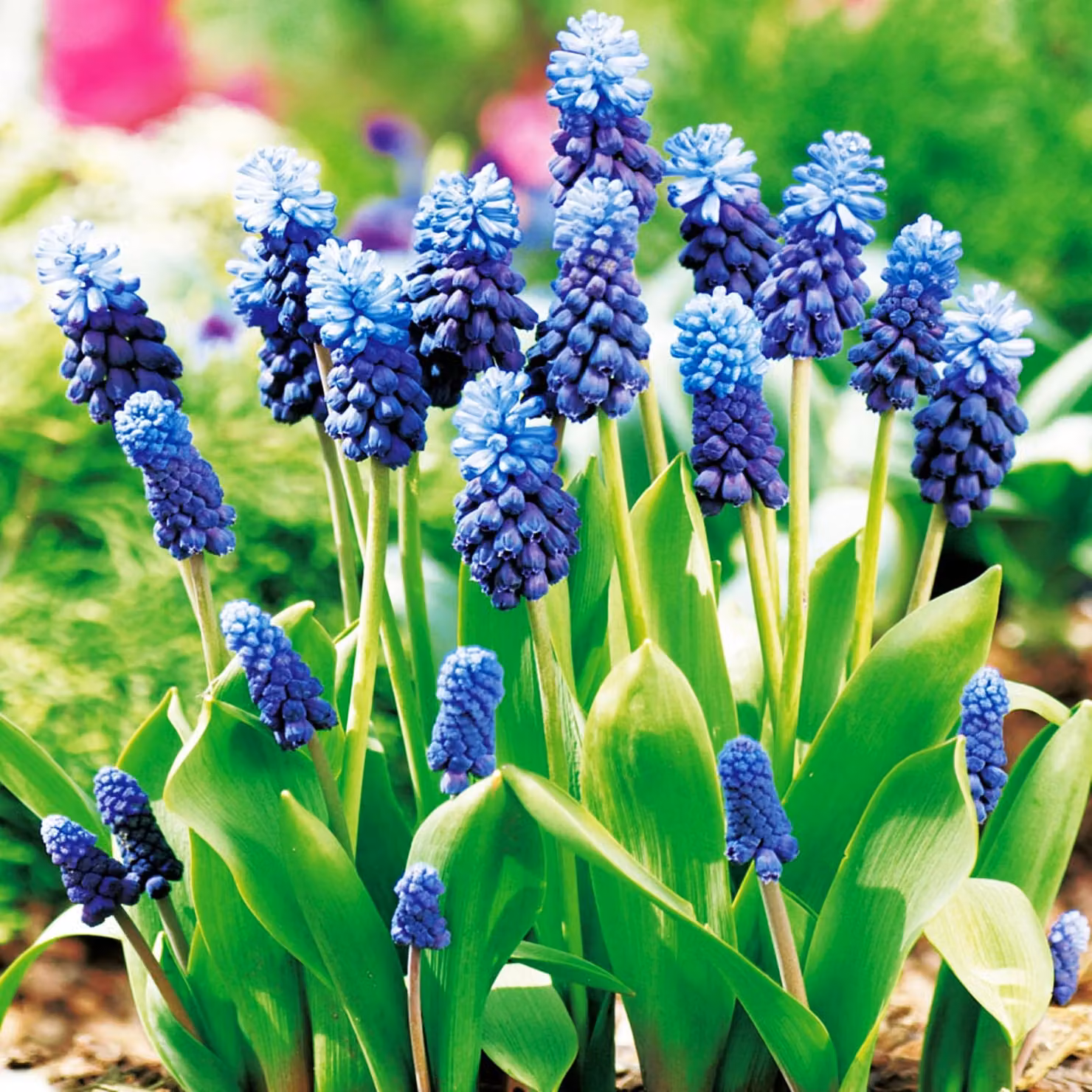 Bulbi di fiori di Muscari Bulbi di fiori di giacinto d'uva Latifolium 10 pz.