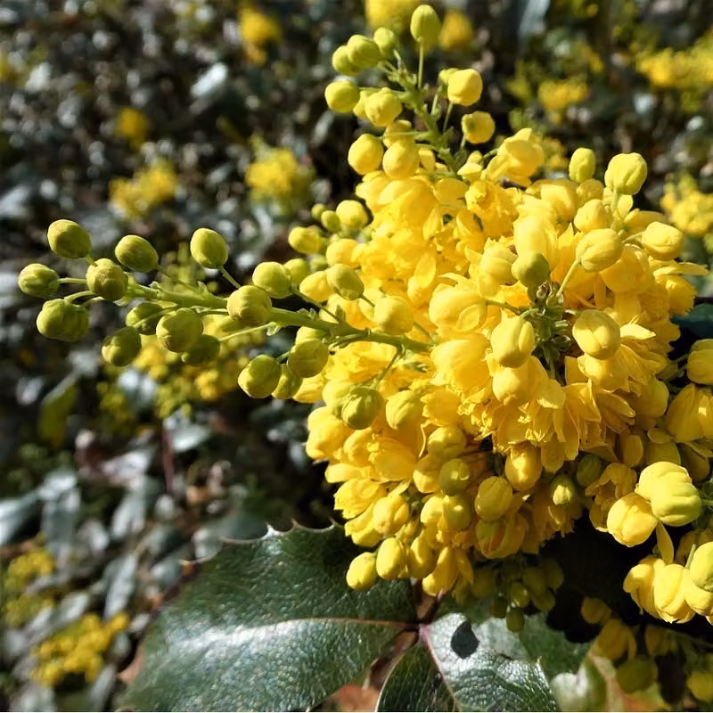 2 piante di Mahonia - Mahonia aquifolium | Altezza: 30-50 cm, in vaso