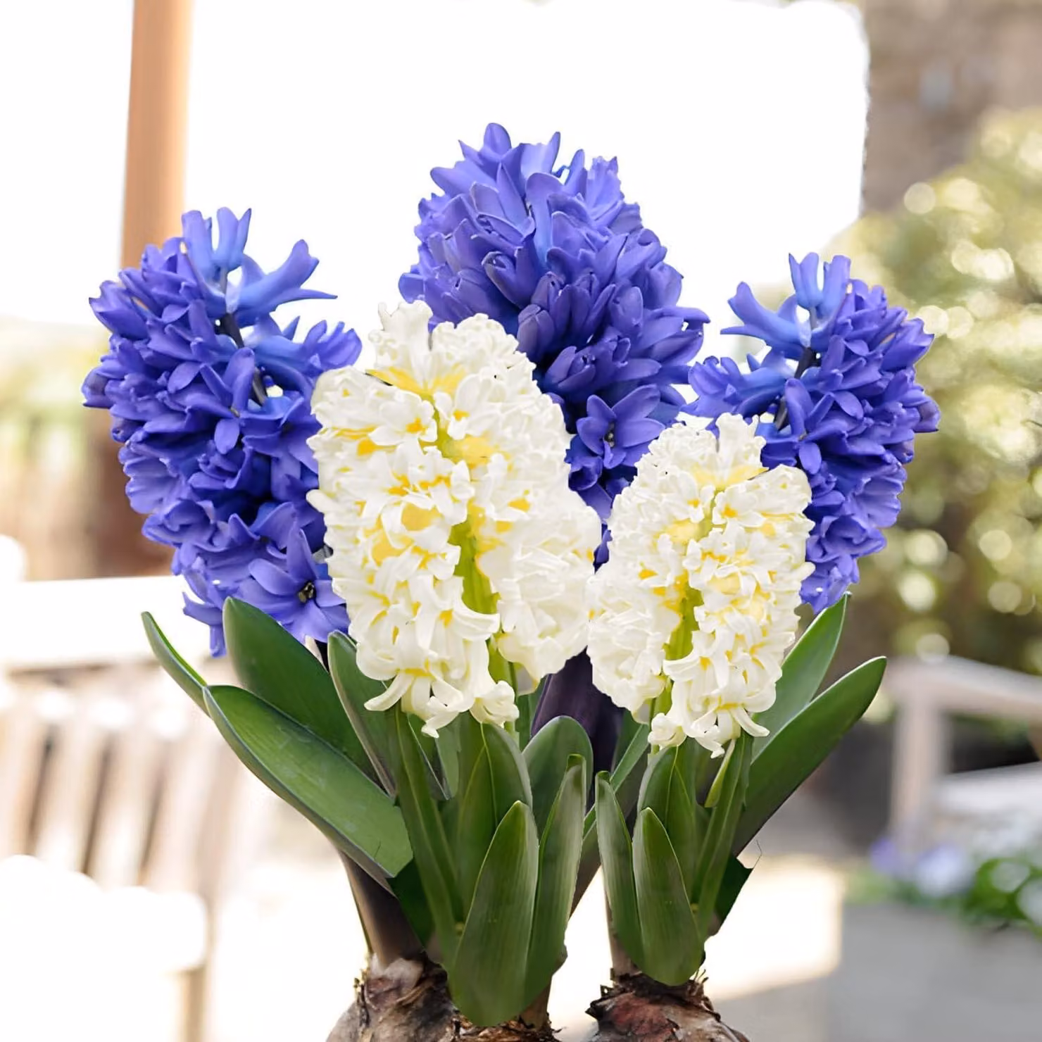 Bulbi di giacinto, resistenti al freddo invernale, perenni - Mix di colori blu e bianco - 15 bulbi - Profumatissimi bulbi da fiore - 3 colori - Piante provenienti dall'Olanda - Adatti per giardino, vaso o terrina (bulbi di grandi dimensioni, non semi)