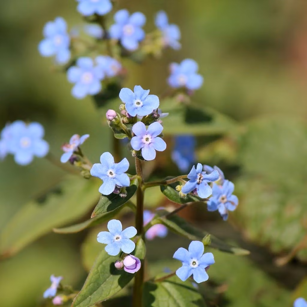 6 piante di "Siberian Forget-Me-Not" (Brunnera sibirica) | Vaso da 9x9 cm