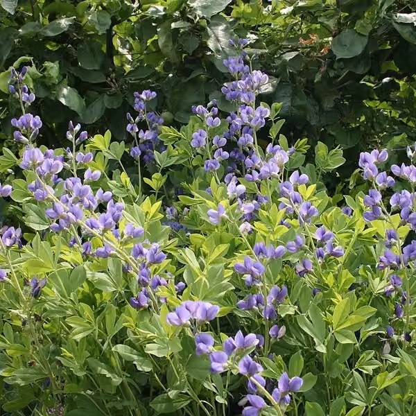 6 x Guaina protettiva blu per piante - Baptisia australis | Vaso da 9x9 cm