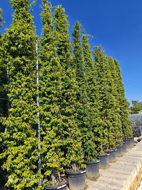 RHYNCOSPERMUM JASMIN. VASO 60 H.500