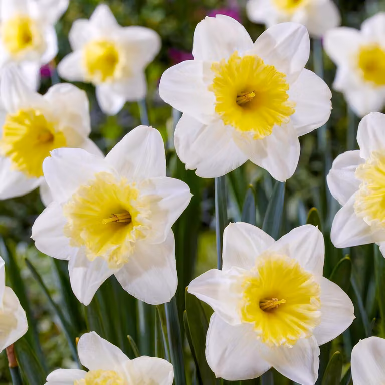 Bulbi di narciso resistenti al freddo, perenni - Narcisi "Ice Follies" - 25 bulbi - Piante profumate provenienti dall'Olanda - adatti per giardino e vasi (non semi, non prodotti artificialmente)