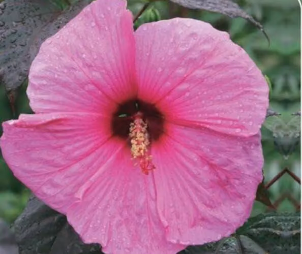 XXL Hibiscus moscheutos 'Royal Gem' ® Ibisco gigante Ibisco arbustivo
