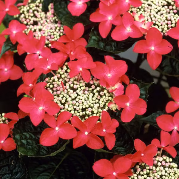 2 ortensie - Hydrangea 'Teller Red' | 25-30 cm in vaso