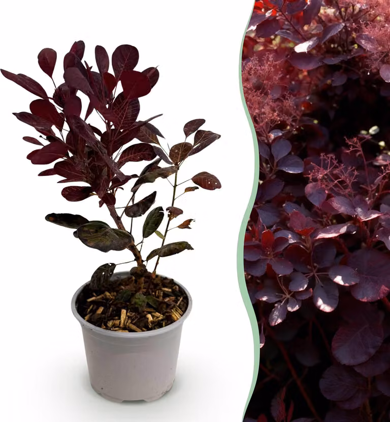 Cotinus coggyria Lilla - Viola 1 Pianta - Decidua - Bassa manutenzione - 25-35cm - Ø12cm - Pianta da giardino