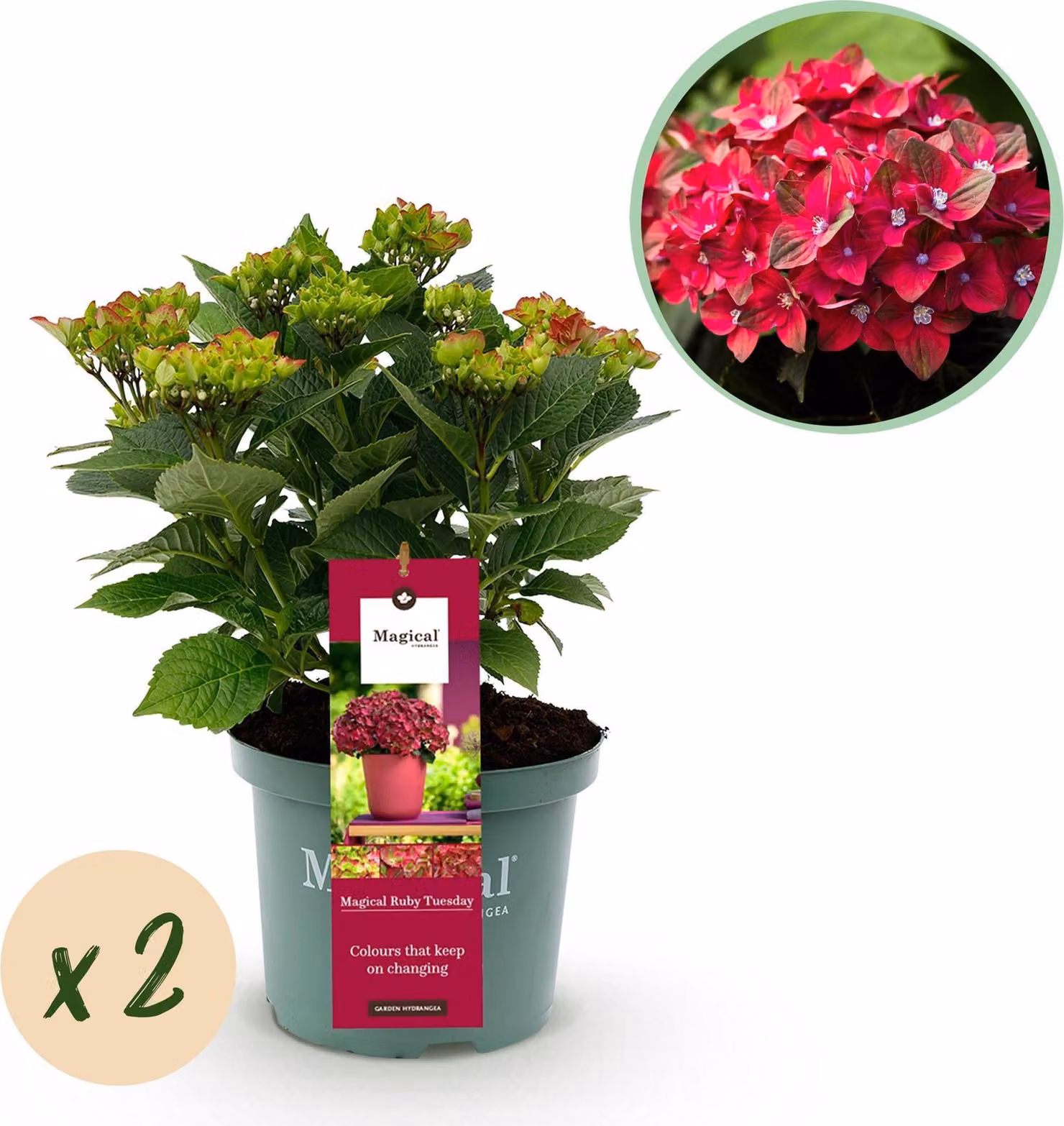 Ortensia da giardino Hydrangea macrophylla Ruby Tuesday e Sapphire, 2 piante da