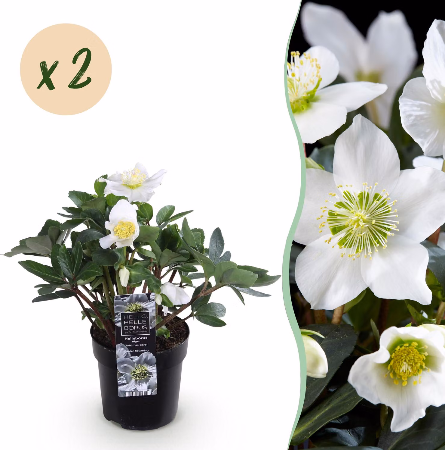 Rosa di Natale - Helleborus Christmas Carol - Fiore bianco -2 Piante - Sempreverde - 25cm - Ø10,5cm - Pianta da giardino