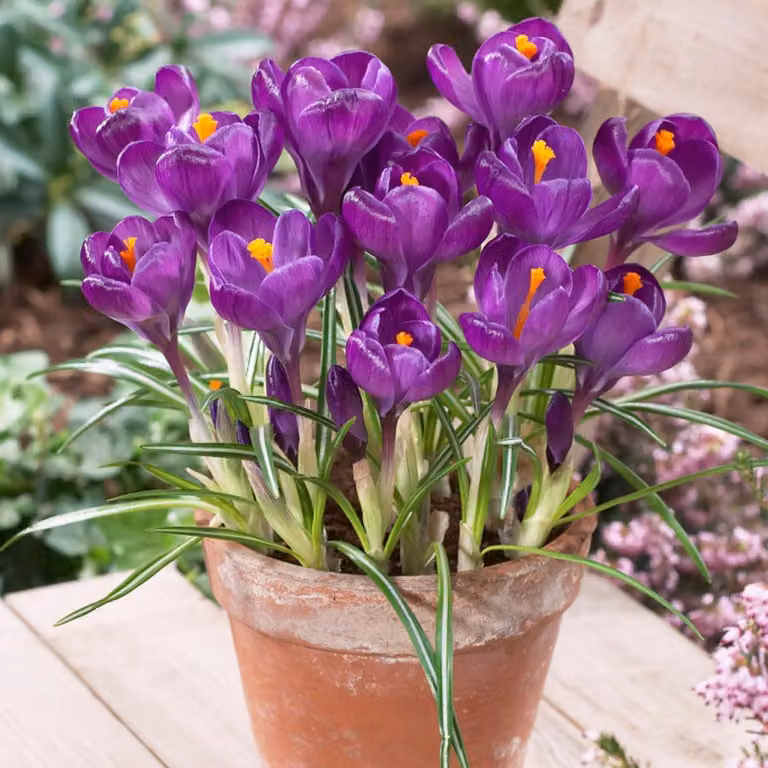 Bulbi di croco, resistenti al freddo, perenni - Flower Record - 50 esclusivi bulbi da fiore - Piante vere provenienti dall'Olanda - ideali per giardino, balcone e vasi (nessun seme, non artificiali)