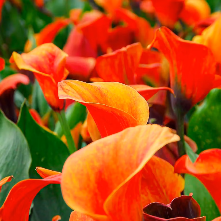 Bulbi di Calla Lily resistenti al freddo, perenni - Zantedeschia "Orange Passion" (arancione) - 5 grandi bulbi da fiore - Piante vere provenienti dall'Olanda - adatte per giardino e vaso (non semi, non artificiali)