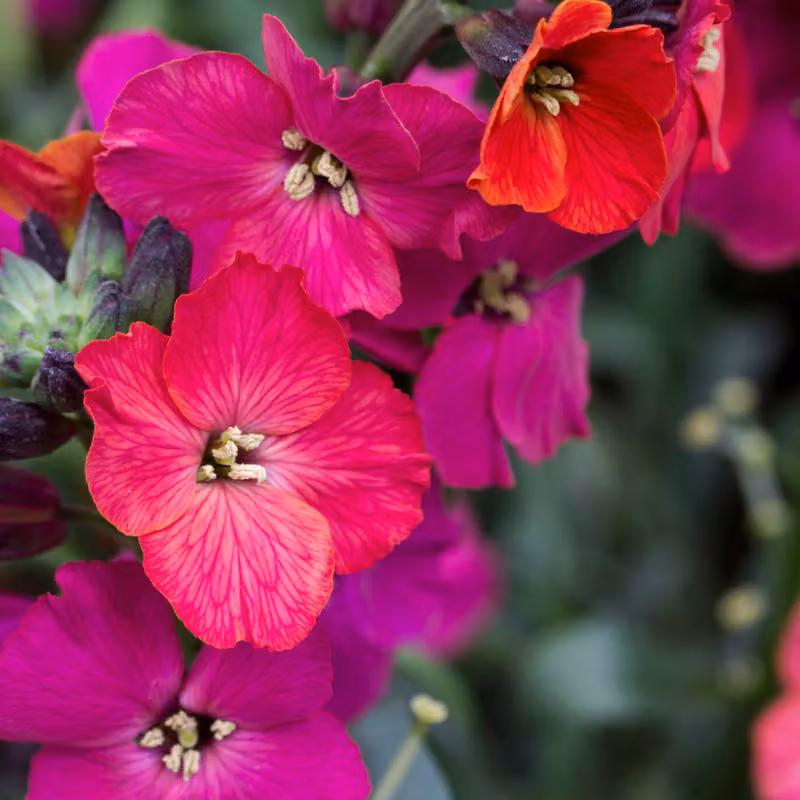 6 piante di Erysimum hybrida 'Red Jep' (Goldlack) | Vaso da 9x9 cm