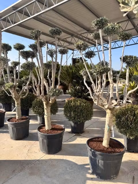 OLEA EUROPAEA ALB.60 PALCHI CIPRESSINO CRF.35/45