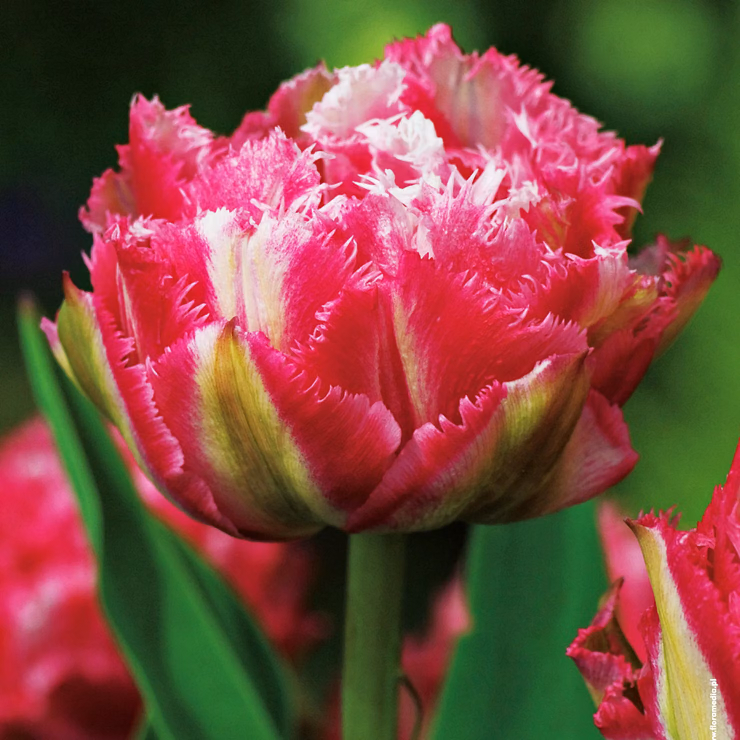 Tulipani Bulbi Fiori Tulipano frangiato Crispion Dolce 5 pz.