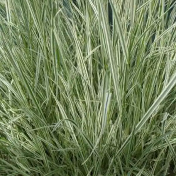 6 piante di festuca bulbosa variegata (Arrhenatherum bulbosum 'Variegatum') | Vaso da 9x9 cm