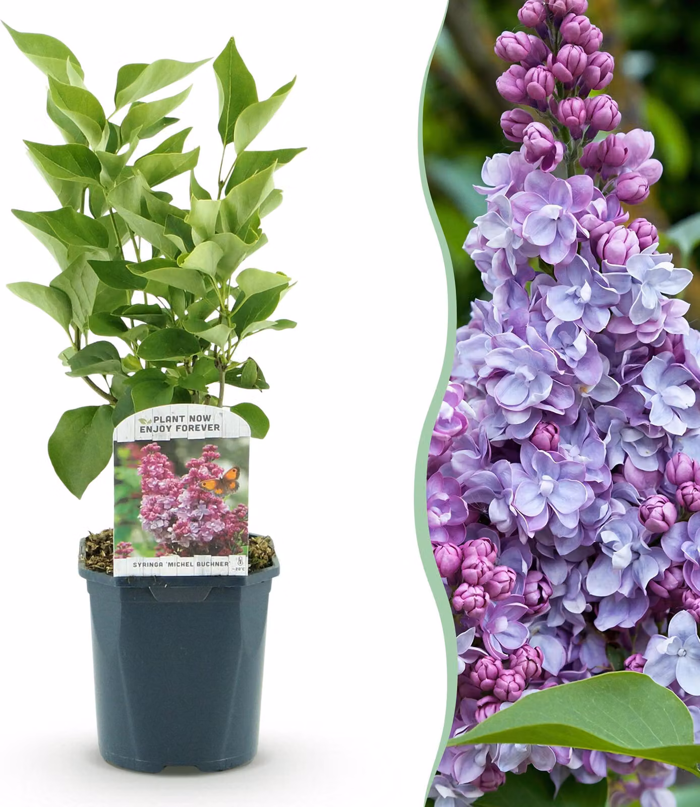 Syringa vulgaris Michel Buchner - Lillà comune - resistente - rosa - 35-45cm - Ø17cm - Pianta da giardino