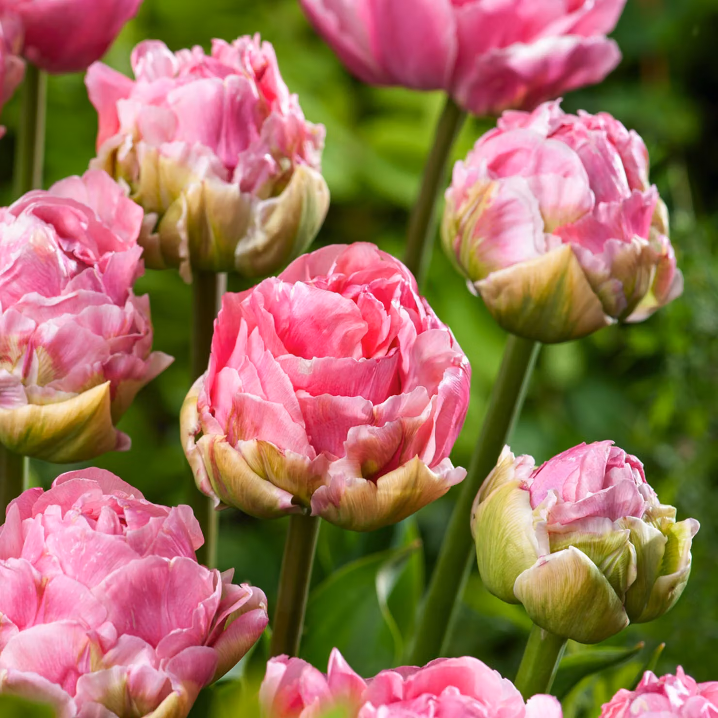 Tulipani Bulbi Bulbi Fiori Doppio Arosa doppio tulipano 5 pz.