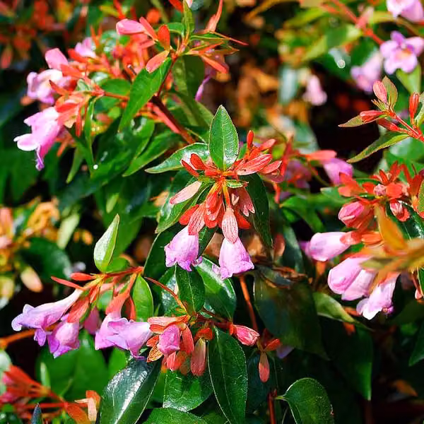 2 piante di Abelia - Abelia 'Edward Goucher', in vaso, altezza 25-30 cm