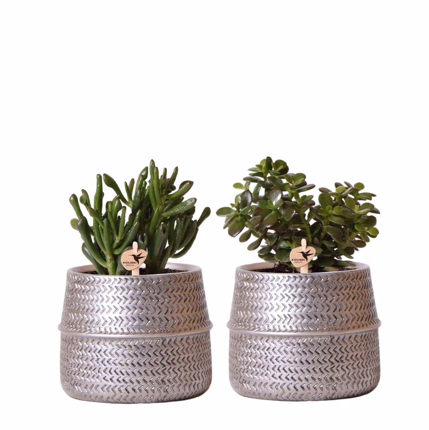 Set di 2 piante grasse Kolibri Greens in vasi decorativi scanalati d'argento - dimensione vaso in Vetroceramica 9cm