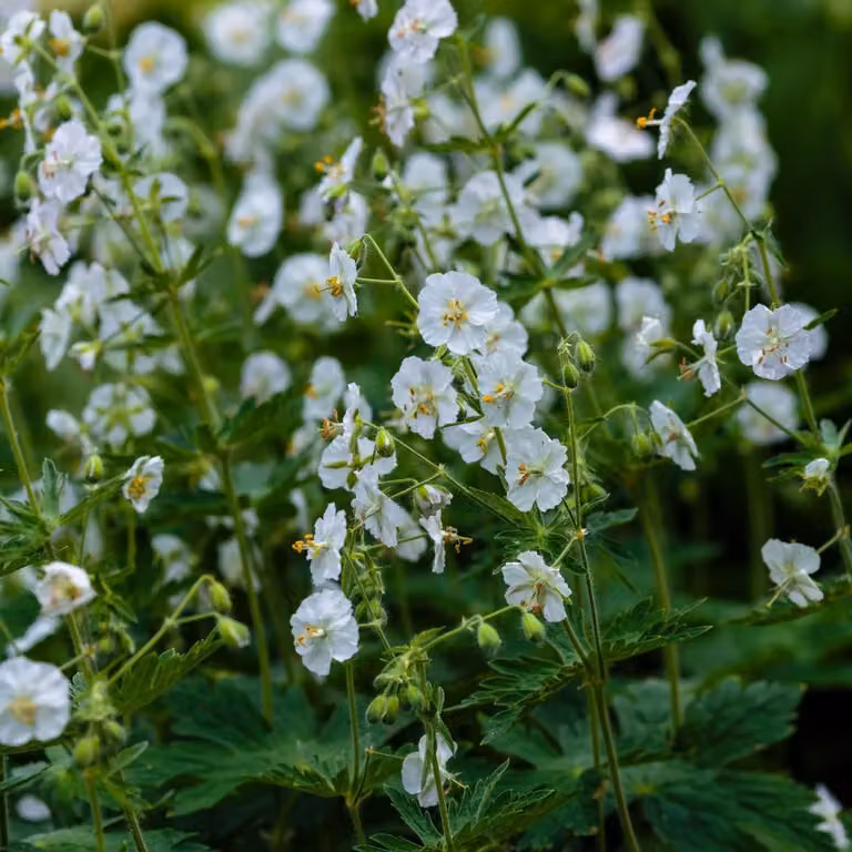 Geranium macrorrhizum White Ness - 6 piante Ø9cm - Altezza 10-25cm - Geranio