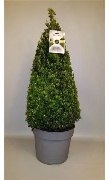 5 pezzi di piramide di bosso - cono 90 cm Buxus sempervirens