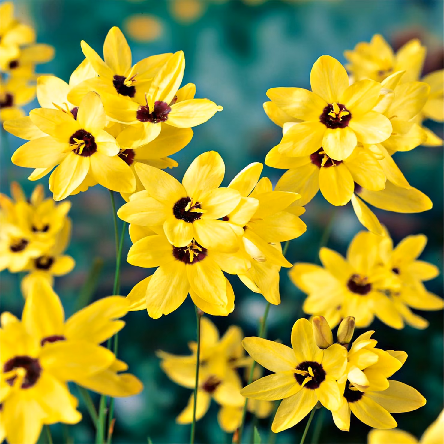 Ixia Bulbi Fiori Bellflower Corn Lily Giallo Imperatore 10 pz.