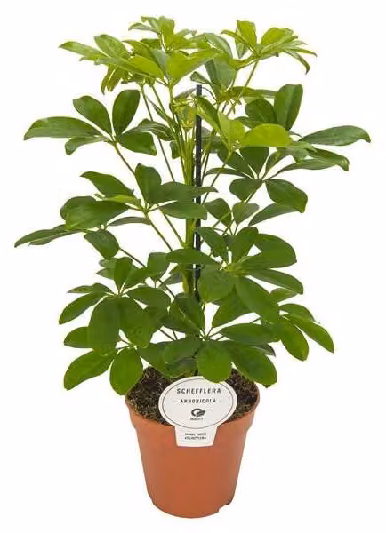 Schefflera arboricola Nora 45 cm Schefflera a foglie piccole Schefflera a foglie piccole Pianta da appartamento