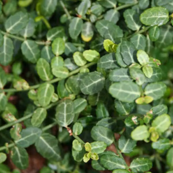 2 piante di *Euonymus fortunei* 'Minimus', varietà rampicante, in vaso, altezza 20-30 cm