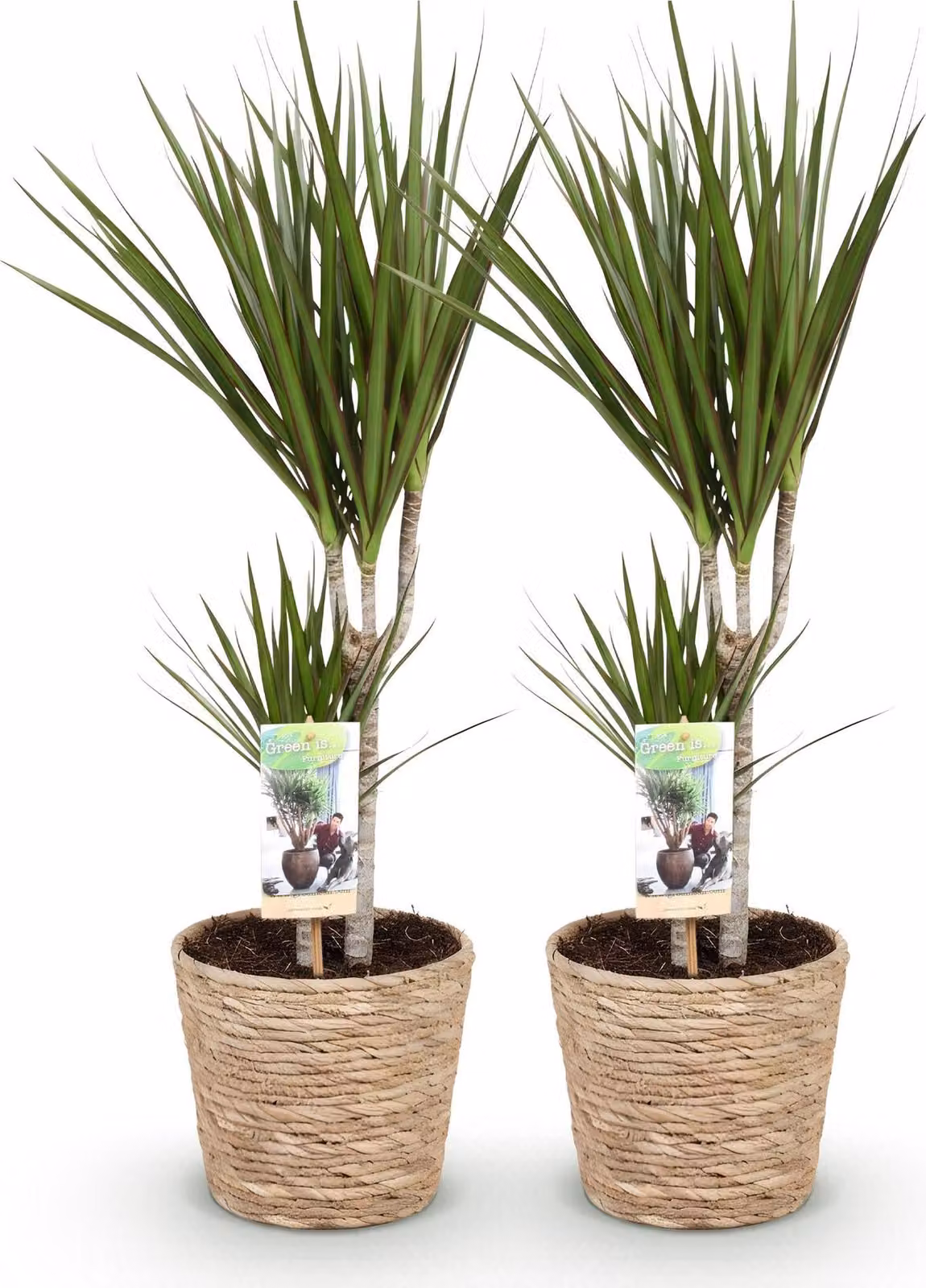 Dracaena Marginata - Albero del drago - 2 piante - 70-80cm - 17cm - Pianta da
