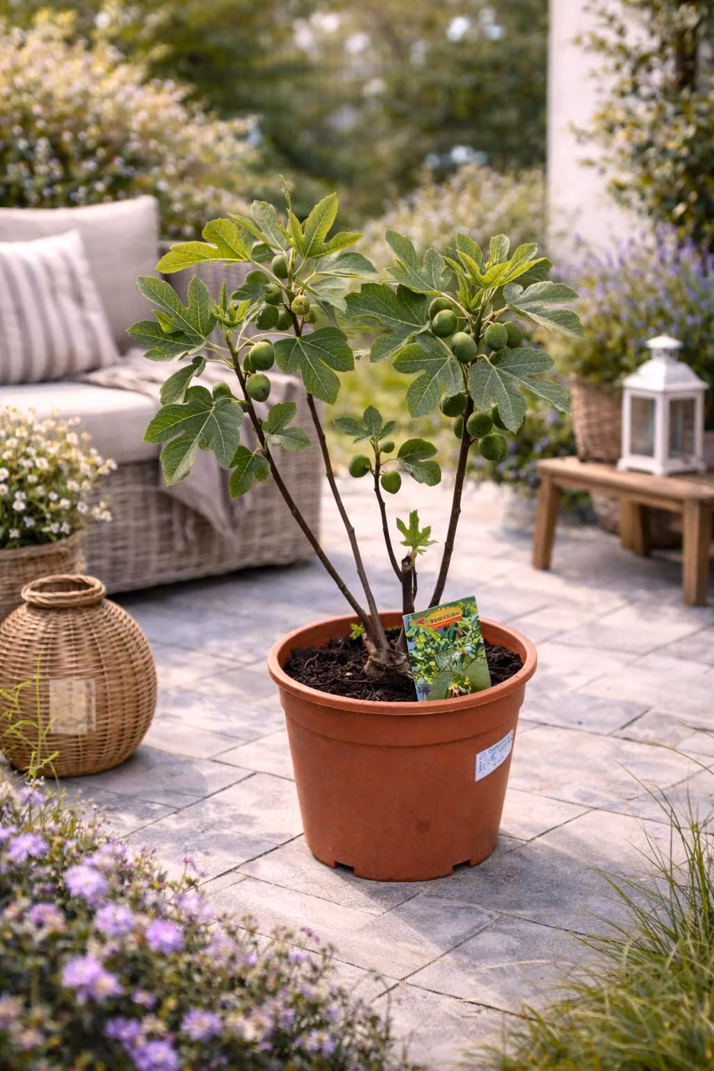 Ficus carica Bornholms Busch 50–70 cm – Fico resistente al freddo, albero di fico per giardino e balcone, robusto fico vero in vaso