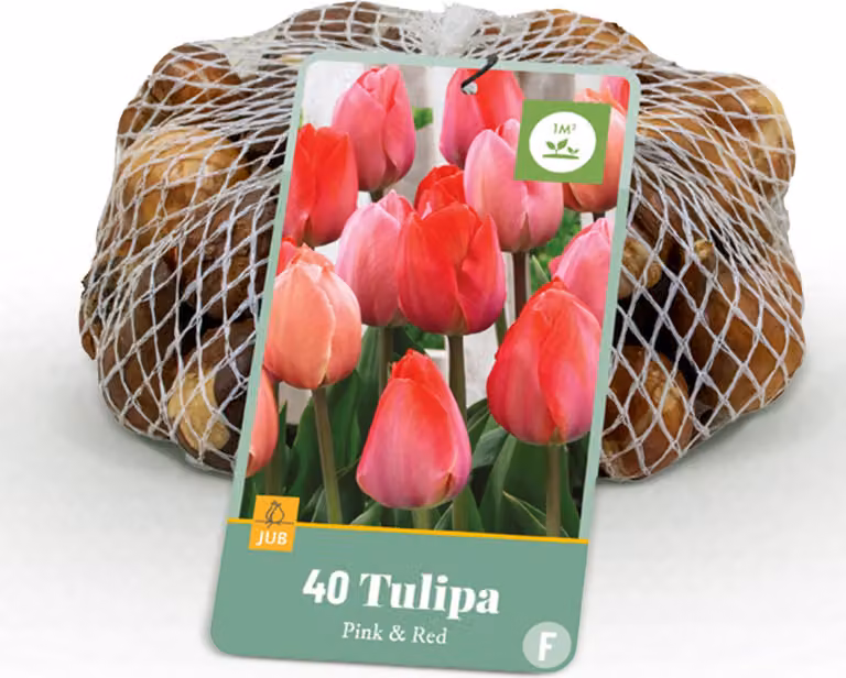 Bulbi da fiore - Tulipano 'Rosa e Rosso' - Rosa e Rosso - 40 unità - Bulbo misura 10/12 - 20-50cm - Ø5cm - Pianta da giardino - Multideal
